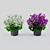 Campanula Houseplant: Elegant and Unique Décor 3D model small image 1