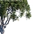 Elegant Pittosporum Tobira Tree 3D model small image 2