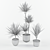 Evergreen Elegance Yucca Set 3D model small image 3