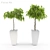 3D Ficus Alii Set: Lifelike Greenery 3D model small image 1