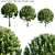 Grecian Laurel Bay Tree | 3ds Max Compatible 3D model small image 1