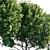 Grecian Laurel Bay Tree | 3ds Max Compatible 3D model small image 3