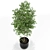 151 Plant Collection: Versatile and Vibrant! 3D model small image 2