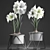 Exquisite Hippeastrum Collection: Perfect Indoor Plants! 3D model small image 3