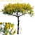 Exquisite Brazilian Firetree: Schizolobium Parahyba 3D model small image 1