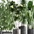 Exotic Plant Collection: Frangipani, Ficus, Dracaena 3D model small image 2