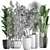 Exotic Plant Collection: Frangipani, Ficus, Dracaena 3D model small image 3