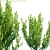 Elegant Euonymus japonicus "Jean Hugues 3D model small image 2