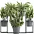 Exotic Plant Collection: Nephrolepis, Fern, Dracaena, Curculigo 3D model small image 1