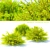 Golden Barberry Bushes | Berberis Thunbergii Aurea 3D model small image 1