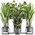 Exotic Houseplant Collection: Dypsis, Schefflera, Banana Palm 3D model small image 1