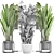 Exotic Houseplant Collection: Dypsis, Schefflera, Banana Palm 3D model small image 3