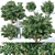 Opulent Physocarpus Opulifolius: 5 Sizes 3D model small image 1