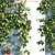 Lush Virginia Creeper | Parthenocissus Quinquefolia Greenery 3D model small image 3