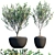 Elegant Eucalyptus Lehmannii: Potted Splendor 3D model small image 1