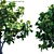 Lush Fiddle-Leaf Fig | Realistic 3D Model 3D model small image 2