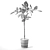 Bengal Ficus Set - Lush & Elegant 3D model small image 2