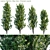 Grecian Laurel Bay Tree: Vibrant 3D Model 3D model small image 1