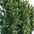 Grecian Laurel Bay Tree: Vibrant 3D Model 3D model small image 2