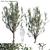 Manzanillo Olive Tree: Lifelike Model with Vertex Color 3D model small image 1