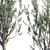 Manzanillo Olive Tree: Lifelike Model with Vertex Color 3D model small image 2