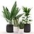 Tropical Paradise: Aloe Vera, Palm Plant & Black/White Pot 3D model small image 2