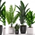 Exotic Indoor Plant Collection 3D model small image 1