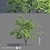 Maple Manchurian Tree | Premium Quality 3D model small image 1