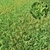 Lush Translucent Grass 3D model small image 1