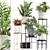 Exotic Houseplant Collection: Bromelia, Monstera, Zamioculcas 3D model small image 1