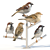 Sparrow Duo - 2 Perched Poses 3D model small image 1