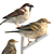Sparrow Duo - 2 Perched Poses 3D model small image 2