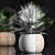 Exotic Plant Collection: Fan Palm, Interior & Brahea 3D model small image 3