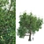 Tall Broadleaf Tree 3D Model 3D model small image 1