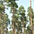 Optimized Pines Set: 12-14m Height 3D model small image 4