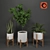 Tropical Oasis Collection - Set of 4 Indoor Plants 3D model small image 1