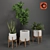 Tropical Oasis Collection - Set of 4 Indoor Plants 3D model small image 2