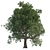 Tall Leafy Tree Accent 3D model small image 2