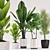 Exotic Plant Collection: Aspidistra, Banana Palm, Ficus Pandurata, Palm 3D model small image 1