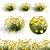 Angelita Daisy: Vibrant Yellow Landscaping Shrub 3D model small image 1