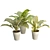 Tropical Diffebachia Plants: 3D Models 3D model small image 1