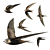 Swift in Flight - Exquisite Avian Replica 3D model small image 1