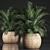 Exotic Indoor Plant Collection 3D model small image 1