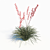 Red Yucca (Hesperaloe Parviflora) Set 3D model small image 2