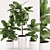 Rubber Plant Set with Ceramic Pot 3D model small image 1