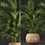 Exotic Indoor Palm Collection 3D model small image 2