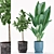 Lush Greenery: Rubber & Paradise Plants 3D model small image 1