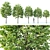 Title: Tilia europaea Set of 5 Trees 3D model small image 1