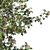 Silk Floss Tree: Vibrant and Versatile 3D model small image 3