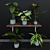 Evergreen Jungle Collection: 4 Exotic House Plants 3D model small image 1